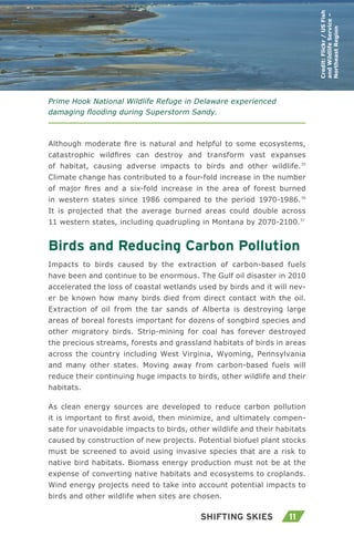 11Shifting Skies
Although moderate fire is natural and helpful to some ecosystems,
catastrophic wildfires can destroy and transform vast expanses
of habitat, causing adverse impacts to birds and other wildlife.35
Climate change has contributed to a four-fold increase in the number
of major fires and a six-fold increase in the area of forest burned
in western states since 1986 compared to the period 1970-1986.36
It is projected that the average burned areas could double across
11 western states, including quadrupling in Montana by 2070-2100.37
Birds and Reducing Carbon Pollution
Impacts to birds caused by the extraction of carbon-based fuels
have been and continue to be enormous. The Gulf oil disaster in 2010
accelerated the loss of coastal wetlands used by birds and it will nev-
er be known how many birds died from direct contact with the oil.
Extraction of oil from the tar sands of Alberta is destroying large
areas of boreal forests important for dozens of songbird species and
other migratory birds. Strip-mining for coal has forever destroyed
the precious streams, forests and grassland habitats of birds in areas
across the country including West Virginia, Wyoming, Pennsylvania
and many other states. Moving away from carbon-based fuels will
reduce their continuing huge impacts to birds, other wildlife and their
habitats.
As clean energy sources are developed to reduce carbon pollution
it is important to first avoid, then minimize, and ultimately compen-
sate for unavoidable impacts to birds, other wildlife and their habitats
caused by construction of new projects. Potential biofuel plant stocks
must be screened to avoid using invasive species that are a risk to
native bird habitats. Biomass energy production must not be at the
expense of converting native habitats and ecosystems to croplands.
Wind energy projects need to take into account potential impacts to
birds and other wildlife when sites are chosen.
Credit:Flickr/USFish
andWildlifeService–
NortheastRegion
Prime Hook National Wildlife Refuge in Delaware experienced
damaging flooding during Superstorm Sandy.
 