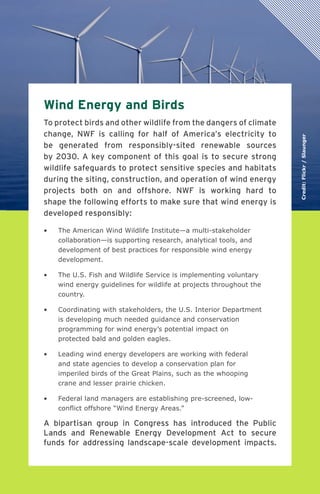 National Wildlife Federation
Wind Energy and Birds
To protect birds and other wildlife from the dangers of climate
change, NWF is calling for half of America’s electricity to
be generated from responsibly-sited renewable sources
by 2030. A key component of this goal is to secure strong
wildlife safeguards to protect sensitive species and habitats
during the siting, construction, and operation of wind energy
projects both on and offshore. NWF is working hard to
shape the following efforts to make sure that wind energy is
developed responsibly:
•	 The American Wind Wildlife Institute—a multi-stakeholder
collaboration—is supporting research, analytical tools, and
development of best practices for responsible wind energy
development.
•	 The U.S. Fish and Wildlife Service is implementing voluntary
wind energy guidelines for wildlife at projects throughout the
country.
•	 Coordinating with stakeholders, the U.S. Interior Department
is developing much needed guidance and conservation
programming for wind energy’s potential impact on
protected bald and golden eagles.
•	 Leading wind energy developers are working with federal
and state agencies to develop a conservation plan for
imperiled birds of the Great Plains, such as the whooping
crane and lesser prairie chicken.
•	 Federal land managers are establishing pre-screened, low-
conflict offshore “Wind Energy Areas.”
A bipartisan group in Congress has introduced the Public
Lands and Renewable Energy Development Act to secure
funds for addressing landscape-scale development impacts.
Credit:Flickr/Slaunger
 