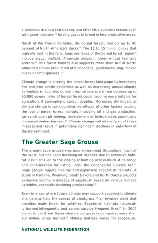 National Wildlife Federation
extensively drained and cleared, and offer little available habitat even
with good moisture,48
forcing ducks to breed in less productive areas.
North of the Prairie Potholes, the boreal forest, harbors up to 40
percent of North America’s ducks.49
The 12 to 15 million ducks that
typically nest in the fens, bogs and lakes of the boreal forest region50
include scaup, mallard, American widgeon, green-winged teal and
scoters.51
This forest habitat also supports more than half of North
America’s annual production of buffleheads, goldeneyes, ring-necked
ducks and mergansers.52
Climate change is altering the boreal forest landscape by increasing
fire and pine beetle epidemics as well as increasing annual climate
variability. In addition, outright habitat loss is a threat because up to
60,000 square miles of boreal forest could become more suitable for
agriculture if atmospheric carbon doubles. Moreover, the impact of
climate change is compounding the effects of other factors causing
the loss of boreal forest habitats, including oil and gas production,
tar sands open pit mining, development of hydroelectric power, and
increased timber harvest.53
Climate change will intensify all of these
impacts and result in potentially significant declines in waterfowl of
the boreal forest.
The Greater Sage Grouse
The greater sage grouse was once widespread throughout much of
the West, but has been declining for decades due to extensive habi-
tat loss.54
This led to the closing of hunting across much of its range
and consideration for listing under the Endangered Species Act.55
Sage grouse require healthy and expansive sagebrush habitats. A
study in Montana, Wyoming, South Dakota and North Dakota projects
extensive decline in acreage of sagebrush based on various climatic
variables, especially declining precipitation.56
Even in areas where future climate may support sagebrush, climate
change may help the spread of cheatgrass,57
an invasive plant that
provides ready tinder for wildfires. Sagebrush habitats historical-
ly burned infrequently and cannot survive frequent fires.58
In 2007
alone, in the Great Basin where cheatgrass is pervasive, more than
2.7 million acres burned.59
Making matters worse for sagebrush,
 