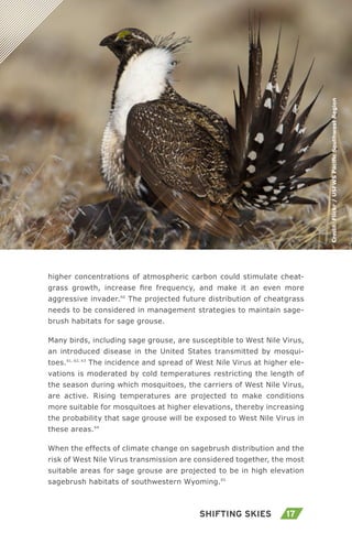 17Shifting Skies
higher concentrations of atmospheric carbon could stimulate cheat-
grass growth, increase fire frequency, and make it an even more
aggressive invader.60
The projected future distribution of cheatgrass
needs to be considered in management strategies to maintain sage-
brush habitats for sage grouse.
Many birds, including sage grouse, are susceptible to West Nile Virus,
an introduced disease in the United States transmitted by mosqui-
toes.61, 62, 63
The incidence and spread of West Nile Virus at higher ele-
vations is moderated by cold temperatures restricting the length of
the season during which mosquitoes, the carriers of West Nile Virus,
are active. Rising temperatures are projected to make conditions
more suitable for mosquitoes at higher elevations, thereby increasing
the probability that sage grouse will be exposed to West Nile Virus in
these areas.64
When the effects of climate change on sagebrush distribution and the
risk of West Nile Virus transmission are considered together, the most
suitable areas for sage grouse are projected to be in high elevation
sagebrush habitats of southwestern Wyoming.65
Credit:Flickr/USFWSPacificSouthwestRegion
 