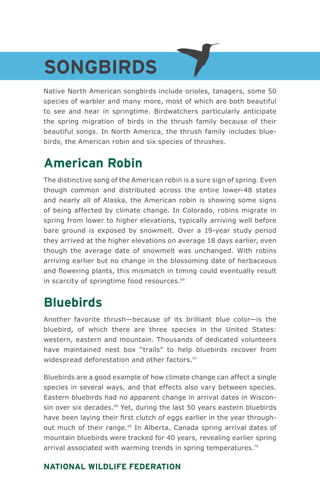 National Wildlife Federation
Songbirds
Native North American songbirds include orioles, tanagers, some 50
species of warbler and many more, most of which are both beautiful
to see and hear in springtime. Birdwatchers particularly anticipate
the spring migration of birds in the thrush family because of their
beautiful songs. In North America, the thrush family includes blue-
birds, the American robin and six species of thrushes.
American Robin
The distinctive song of the American robin is a sure sign of spring. Even
though common and distributed across the entire lower-48 states
and nearly all of Alaska, the American robin is showing some signs
of being affected by climate change. In Colorado, robins migrate in
spring from lower to higher elevations, typically arriving well before
bare ground is exposed by snowmelt. Over a 19-year study period
they arrived at the higher elevations on average 18 days earlier, even
though the average date of snowmelt was unchanged. With robins
arriving earlier but no change in the blossoming date of herbaceous
and flowering plants, this mismatch in timing could eventually result
in scarcity of springtime food resources.66
Bluebirds
Another favorite thrush—because of its brilliant blue color—is the
bluebird, of which there are three species in the United States:
western, eastern and mountain. Thousands of dedicated volunteers
have maintained nest box “trails” to help bluebirds recover from
widespread deforestation and other factors.67
Bluebirds are a good example of how climate change can affect a single
species in several ways, and that effects also vary between species.
Eastern bluebirds had no apparent change in arrival dates in Wiscon-
sin over six decades.68
Yet, during the last 50 years eastern bluebirds
have been laying their first clutch of eggs earlier in the year through-
out much of their range.69
In Alberta, Canada spring arrival dates of
mountain bluebirds were tracked for 40 years, revealing earlier spring
arrival associated with warming trends in spring temperatures.70
 