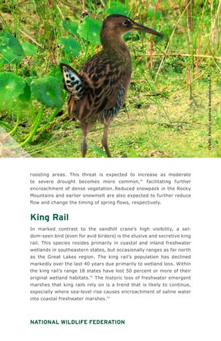 National Wildlife Federation
roosting areas. This threat is expected to increase as moderate
to severe drought becomes more common,91
facilitating further
encroachment of dense vegetation. Reduced snowpack in the Rocky
Mountains and earlier snowmelt are also expected to further reduce
flow and change the timing of spring flows, respectively.
King Rail
In marked contrast to the sandhill crane’s high visibility, a sel-
dom-seen bird (even for avid birders) is the elusive and secretive king
rail. This species resides primarily in coastal and inland freshwater
wetlands in southeastern states, but occasionally ranges as far north
as the Great Lakes region. The king rail’s population has declined
markedly over the last 40 years due primarily to wetland loss. Within
the king rail’s range 18 states have lost 50 percent or more of their
original wetland habitats.92
The historic loss of freshwater emergent
marshes that king rails rely on is a trend that is likely to continue,
especially where sea-level rise causes encroachment of saline water
into coastal freshwater marshes.93
Credit:Flickr/AndreaWestmoreland
 