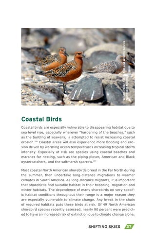 27Shifting Skies
Coastal Birds
Coastal birds are especially vulnerable to disappearing habitat due to
sea level rise, especially wherever “hardening of the beaches,” such
as the building of seawalls, is attempted to resist increasing coastal
erosion.106
Coastal areas will also experience more flooding and ero-
sion driven by warming ocean temperatures increasing tropical storm
intensity. Especially at risk are species using coastal beaches and
marshes for nesting, such as the piping plover, American and Black
oystercatchers, and the saltmarsh sparrow.107
Most coastal North American shorebirds breed in the Far North during
the summer, then undertake long-distance migrations to warmer
climates in South America. As long-distance migrants, it is important
that shorebirds find suitable habitat in their breeding, migration and
winter habitats. The dependence of many shorebirds on very specif-
ic habitat conditions throughout their range is a major reason they
are especially vulnerable to climate change. Any break in the chain
of required habitats puts these birds at risk. Of 49 North American
shorebird species recently assessed, nearly 90 percent were predict-
ed to have an increased risk of extinction due to climate change alone.
Credit:Flickr/U.S.FishandWildlifeService-
NortheastRegion
 