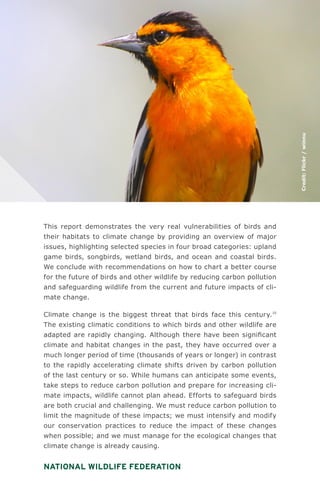 National Wildlife Federation
This report demonstrates the very real vulnerabilities of birds and
their habitats to climate change by providing an overview of major
issues, highlighting selected species in four broad categories: upland
game birds, songbirds, wetland birds, and ocean and coastal birds.
We conclude with recommendations on how to chart a better course
for the future of birds and other wildlife by reducing carbon pollution
and safeguarding wildlife from the current and future impacts of cli-
mate change.
Climate change is the biggest threat that birds face this century.10
The existing climatic conditions to which birds and other wildlife are
adapted are rapidly changing. Although there have been significant
climate and habitat changes in the past, they have occurred over a
much longer period of time (thousands of years or longer) in contrast
to the rapidly accelerating climate shifts driven by carbon pollution
of the last century or so. While humans can anticipate some events,
take steps to reduce carbon pollution and prepare for increasing cli-
mate impacts, wildlife cannot plan ahead. Efforts to safeguard birds
are both crucial and challenging. We must reduce carbon pollution to
limit the magnitude of these impacts; we must intensify and modify
our conservation practices to reduce the impact of these changes
when possible; and we must manage for the ecological changes that
climate change is already causing.
Credit:Flickr/winnu
 