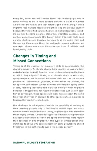 National Wildlife Federation
Every fall, some 350 bird species leave their breeding grounds in
North America to fly to more suitable climates in South or Central
America for the winter, and then return again in the spring.11
These
migrants face multiple hazards during their long and arduous journey
because they must find suitable habitats in multiple locations, includ-
ing on their breeding grounds, along their migratory corridors, and
on their wintering grounds. One broken link in this chain could pose
a major challenge and threaten the integrity of the entire chain and
the species, themselves. Given the worldwide changes in climate, we
can expect disruptions across the entire spectrum of habitats used
by migrating birds.
Changes in Timing and
Missed Connections
Timing is of the essence for migratory birds to accommodate the
changing seasons. As climate change brings earlier springs and later
arrival of winter in North America, some birds are changing the times
at which they migrate.12
During a six-decade study in Wisconsin,
spring temperatures increased and some birds, such as the eastern
phoebe and rose-breasted grosbeak, arrived earlier. By contrast, the
fox sparrow and eastern towhee exhibited no change in spring arriv-
al date, retaining their long-held migration timing.13
When migration
behavior is triggered by non-weather related cues such as sun posi-
tion or day length, those species will likely migrate about the same
time year after year, in contrast to other species whose migration is
triggered by weather-related cues.
One challenge for all migratory birds is the possibility of arriving at
their breeding grounds only to find they’ve missed important insect
foods or flowers whose seasonal timing, or phenology, was altered by
the changing climate. One study suggested that local plant phenology
has been advancing to earlier in the spring three times more rapidly
than advances in bird migration.14
This type of climate-driven mis-
match led to about a 90 percent decline in some populations of pied
flycatchers in the Netherlands over a two decade period.15
 