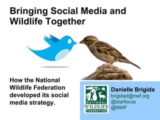 Bringing Social Media and Wildlife Together Danielle Brigida [email_address] @starfocus @NWF   How the National Wildlife Federation developed its social media strategy. 