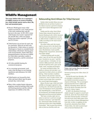 Wildlife Management
The treaty Indian tribes are co-managers         Rebounding Herd Allows for Tribal Harvest
of wildlife resources in western Washing-
ton, which include species such as deer, elk,       Tulalip tribal member Beau Jess was
bear and mountain goats.                         thrilled to be one of three hunters in
                                                 his tribe to receive a permit to harvest
  ● Western Washington treaty tribal             a bull elk in Game Management Unit
    hunters account for a very small portion     418.
    of the total combined deer and elk              Tulalip and the other Point Elliott
    harvest in the state. In 2011-2012, treaty   Treaty tribes shared 25 permits to
    tribal hunters harvested a reported 365      harvest Nooksack elk in 2012, because
    elk and 495 deer, while non-Indian           the herd had rebounded from as low
    hunters harvested a reported 7,236 elk       as 300 animals in 2003 to as many as
    and 29,154 deer.                             1,400, according to the most recent
                                                 aerial surveys.
  ● Tribal hunters do not hunt for sport, but       The other tribes with the treaty
    for sustenance. Most do not hunt only        right to harvest elk in the North Cas-
    for themselves. Tribal culture in western    cades Mountains are Lummi, Nook-
    Washington is based on extended family
                                                 sack, Muckleshoot, Sauk-Suiattle,
    relationships with hunters sharing game
                                                 Stillaguamish, Suquamish, Swinomish
    with several families. Some tribes have
                                                 and Upper Skagit.
    designated hunters who harvest wildlife
    for tribal elders and others unable to          “I started hunting with my dad
    hunt for themselves, and for ceremonial      when I was 10, but this was the first
    purposes.                                    year I hunted on my own,” said the
                                                 21-year-old Jess. In October, he har-




                                                                                                                                        Kari Neumeyer
  ● All tribes prohibit hunting for              vested a 408-pound bull, which will
    commercial purposes.                         provide his family with a year of elk
                                                 steak, roast, sausage and burgers.
  ● As a sovereign government, each                 For many northwest tribes, the          Tulalip tribal member Beau Jess harvested
    treaty tribe develops its own hunting        ability to harvest elk and deer is as      his first bull elk in 2012.
    regulations and ordinances for tribal        important to tribal culture as salmon      harvest to having nine tribes share 25
    members.                                     fishing. Tribal members tradition-         animals.”
                                                 ally relied on elk and deer meat for         During the past two decades, the
  ● Tribal hunters are licensed by their         sustenance, and in modern times, the       co-managers completed numer-
    tribes and must obtain tags for game         protein source helps their communi-        ous habitat restoration projects to
    animals they wish to hunt.                   ties stretch tight food budgets.           improve elk forage. The co-managers
                                                    About 20 years ago, tribal and state    also boosted the herd in 2003 and
  ● Many tribes conduct hunter education         wildlife co-managers agreed to stop
    programs aimed at teaching tribal youth                                                 2005 by relocating about 100 cow
                                                 hunting elk in the North Cascades be-      elk to the North Cascades from the
    safe hunting practices and the cultural      cause the Nooksack herd’s population
    importance of wildlife to the tribe.                                                    Mount St. Helens region.
                                                 was dwindling fast, in part because          In 2007, the Nooksack herd was
                                                 of overharvest, but largely because of     stable enough to support a small hunt
                                                 degraded and disconnected habitat.         of 30 elk, which the Point Elliott tribes
                                                    “We have a treaty right, but no         and state shared equally. Limited per-
                                                 place to exercise it, and not enough       mit-only hunts have taken place each
                                                 animals to harvest,” said Todd Wil-        year since then in Game Management
                                                 bur, Swinomish tribal member and           Unit 418. In 2012, in addition to the
                                                 chairman of the Inter-tribal Wildlife      25 permits shared by Point Elliott
                                                 Committee. “We’ve gone from being          Treaty tribes, the state issued 25 per-
                                                 able to feed our families with our         mits to harvest Nooksack elk.




                                                                                                                                                        
 