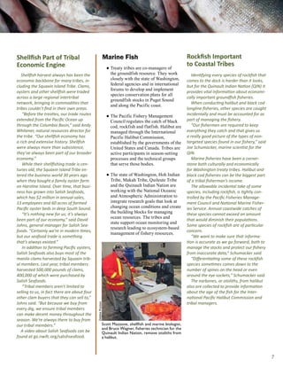 Shellfish Part of Tribal                                       Marine Fish                                  Rockfish Important
Economic Engine                                                 ● Treaty tribes are co-managers of
                                                                                                            to Coastal Tribes
   Shellfish harvest always has been the                          the groundfish resource. They work           Identifying every species of rockfish that
economic backbone for many tribes, in-                            closely with the state of Washington,     comes to the dock is harder than it looks,
cluding the Squaxin Island Tribe. Clams,                          federal agencies and in international     but for the Quinault Indian Nation (QIN) it
                                                                  forums to develop and implement
oysters and other shellfish were traded                                                                     provides vital information about economi-
                                                                  species conservation plans for all
across a large regional intertribal                                                                         cally important groundfish fisheries.
                                                                  groundfish stocks in Puget Sound
network, bringing in commodities that                                                                          When conducting halibut and black cod
                                                                  and along the Pacific coast.
tribes couldn’t find in their own areas.                                                                    longline fisheries, other species are caught
   “Before the treaties, our trade routes                       ● The Pacific Fishery Management            incidentally and must be accounted for as
extended from the Pacific Ocean up                                Council regulates the catch of black      part of managing the fishery.
through the Columbia Basin,” said Andy                            cod, rockfish and flatfish. Halibut are      “Our fishermen are required to keep
Whitener, natural resources director for                          managed through the International         everything they catch and that gives us
the tribe. “Our shellfish economy has                             Pacific Halibut Commission,               a really good picture of the types of non-
a rich and extensive history. Shellfish                           established by the governments of the     targeted species found in our fishery,” said
were always more than subsistence,                                United States and Canada. Tribes are      Joe Schumacker, marine scientist for the
they’ve always been part of our broader                           active participants in season-setting     QIN.
economy.”                                                         processes and the technical groups           Marine fisheries have been a corner-
   While their shellfishing trade is cen-                         that serve those bodies.                  stone both culturally and economically
turies old, the Squaxin Island Tribe en-                                                                    for Washington treaty tribes. Halibut and
tered the business world 30 years ago                           ● The state of Washington, Hoh Indian       black cod fisheries can be the biggest part
when they bought a family oyster farm                             Tribe, Makah Tribe, Quileute Tribe        of a tribal fisherman’s income.
on Harstine Island. Over time, that busi-                         and the Quinault Indian Nation are           The allowable incidental take of some
ness has grown into Salish Seafoods,                              working with the National Oceanic         species, including rockfish, is tightly con-
which has $2 million in annual sales,                             and Atmospheric Administration to         trolled by the Pacific Fisheries Manage-
13 employees and 60 acres of farmed                               integrate research goals that look at     ment Council and National Marine Fisher-
Pacific oyster beds in deep South Sound.                          changing ocean conditions and create      ies Service. Annual coastwide catches of
   “It’s nothing new for us; it’s always                          the building blocks for managing          these species cannot exceed an amount
                                                                  ocean resources. The tribes and
been part of our economy,” said David                                                                       that would diminish their populations.
                                                                  state support ocean monitoring and
Johns, general manager for Salish Sea-                                                                      Some species of rockfish are of particular
                                                                  research leading to ecosystem-based
foods. “Certainly we’re in modern times,                                                                    concern.
                                                                  management of fishery resources.
but our seafood trade is something                                                                             “We want to make sure that informa-
that’s always existed.”                                                                                     tion is accurate as we go forward, both to
   In addition to farming Pacific oysters,                                                                  manage the stocks and protect our fishery
Salish Seafoods also buys most of the                                                                       from inaccurate data,” Schumacker said.
manila clams harvested by Squaxin trib-                                                                        “Differentiating some of these rockfish
al members. Last year, tribal members                                                                       species sometimes comes down to the
harvested 500,000 pounds of clams,                                                                          number of spines on the head or even
400,000 of which were purchased by                                                                          around the eye sockets,” Schumacker said.
Salish Seafoods.                                                                                               The earbones, or otoliths, from halibut
   “Tribal members aren’t limited to                                                                        also are collected to provide information
selling to us, in fact there are about four                                                                 about the age of the fish for the Inter-
other clam buyers that they can sell to,”                                                                   national Pacific Halibut Commission and
Johns said. “But because we buy from                                                                        tribal managers.
                                              Debbie Preston




every dig, we ensure tribal members
can make decent money throughout the
season. We’re always there to buy from
our tribal members.”                                      Scott Mazzone, shellfish and marine biologist,
                                                          and Bruce Wagner, fisheries technician for the
   A video about Salish Seafoods can be                   Quinault Indian Nation, remove otoliths from
found at go.nwifc.org/salishseafood.                      a halibut.



                                                                                                                                                            
 