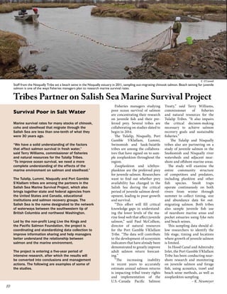 E. O’Connell

Staff from the Nisqually Tribe set a beach seine in the Nisqually estuary in 2011, sampling out-migrating chinook salmon. Beach seining for juvenile
salmon is one of the ways fisheries managers plan to research marine survival rates.

Tribes Partner on Salish Sea Marine Survival Project
Survival Poor in Salt Water
Marine survival rates for many stocks of chinook,
coho and steelhead that migrate through the
Salish Sea are less than one-tenth of what they
were 30 years ago.
“We have a solid understanding of the factors
that affect salmon survival in fresh water,”
said Terry Williams, commissioner of fisheries
and natural resources for the Tulalip Tribes.
“To improve ocean survival, we need a more
complete understanding of the effects of the
marine environment on salmon and steelhead.”
The Tulalip, Lummi, Nisqually and Port Gamble
S’Klallam tribes are among the partners in the
Salish Sea Marine Survival Project, which also
brings together state and federal agencies from
the United States and Canada, educational
institutions and salmon recovery groups. The
Salish Sea is the name designated to the network
of waterways between the southwestern tip of
British Columbia and northwest Washington.
Led by the non-profit Long Live the Kings and
the Pacific Salmon Foundation, the project is
coordinating and standardizing data collection to
improve information sharing and help managers
better understand the relationship between
salmon and the marine environment.
The project is entering a five-year period of
intensive research, after which the results will
be converted into conclusions and management
actions. The following are examples of some of
the studies.

10

Fisheries managers studying
poor ocean survival of salmon
are concentrating their research
on juvenile fish and their preferred prey. Several tribes are
collaborating on studies slated to
begin in 2014.
The Tulalip, Nisqually, Port
Gamble S’Klallam, Lummi,
Swinomish and Sauk-Suiattle
tribes are among the collaborators that have signed on to sample zooplankton throughout the
region.
Zooplankton and ichthyoplankton are the preferred prey
for juvenile salmon. Researchers
want to find out whether prey
availability has changed in the
Salish Sea during the critical
period of juvenile salmon development, leading to poor growth
and survival.
“This effort will fill critical
knowledge gaps in understanding the lower levels of the marine food web that affect juvenile
salmon,” said Paul McCollum,
director of natural resources
for the Port Gamble S’Klallam
Tribe. “The data will contribute
to the development of ecosystem
indicators that have already been
demonstrated to greatly improve
adult salmon return forecasting.”
“The increasing inability
in recent years to accurately
estimate annual salmon returns
is impacting tribal treaty rights
and implementation of the
U.S.-Canada Pacific Salmon

Treaty,” said Terry Williams,
commissioner
of
fisheries
and natural resources for the
Tulalip Tribes. “It also impairs
the critical decision-making
necessary to achieve salmon
recovery goals and sustainable
fisheries.”
The Tulalip and Nisqually
tribes also are partnering on a
study of juvenile salmon in the
Snohomish and Nisqually river
watersheds and adjacent nearshore and offshore marine areas.
The study will examine the
entire community structure
of competitors and predators,
including plankton and other
fish species. Smolt traps
operate continuously on both
rivers from winter through
summer to collect timing, size
and abundance data for outmigrating salmon. Both tribes
also sample juvenile fish use
of nearshore marine areas and
pocket estuaries using fyke nets
and beach seines.
This sampling data should allow researchers to identify the
life stage, timing and locations
where growth of juvenile salmon
is limited.
In Hood Canal and Admiralty
Inlet, the Port Gamble S’Klallam
Tribe has been conducting nearshore research and monitoring
on juvenile salmon and forage
fish, using acoustics, trawl and
beach seine methods, as well as
zooplankton sampling.
– K. Neumeyer

 