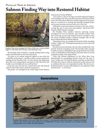 Puyallup Tribe of Indians

E. O’Connell

Salmon Finding Way into Restored Habitat

Puyallup Tribe salmon biologist Eric Marks climbs over a newly installed
logjam in Clearwater River during a coho spawning survey.

The Puyallup Tribe of Indians is already finding salmon using
newly restored habitat on the Clearwater River.
“It’s great to see salmon using the habitat so soon after the
completion of the project,” said Russ Ladley, resource protection
manager for the Puyallup Tribe. “In a few months, the offspring of
these fish we’re seeing migrate and spawn in the Clearwater will
be able to use this habitat to rear and find food.”
So far this year, the tribe has counted more than 100 chinook
and 250 coho within about a mile of restored river.
The project was managed by the South Puget Sound Salmon

Enhancement Group (SPSSEG).
Last summer a total of 18 large and small engineered logjams
were installed in the Clearwater River about two miles from where
it joins the White River. Placement of these logjams will reconnect
flows to a network of 11 existing side channels, dissipate floods,
and increase instream structure and cover in the river.
“Adding the wood and instream structure to the river will encourage the river to move and create habitat,” said Kristin Williamson, SPSSEG project manager.
The Puyallup Tribe conducts extensive spawning surveys
throughout the river for chinook, coho and pink salmon. Data
from spawning surveys help natural resources managers assess
the success of habitat projects. Fisheries managers also use the
data to help build future salmon fisheries.
“Spawning surveys are a simple and essential tool for managing
salmon,” Ladley said. “Nothing beats getting out on the water and
counting fish.”
Downstream from the project site, the tribe recently built a new
juvenile chinook acclimation pond. The Puyallup Tribe annually
transfers as many as 800,000 juvenile spring chinook from either
a state or Muckleshoot tribal hatchery and raises them in several
acclimation ponds in the upper White.
“Coho and chinook populations in the White River have
demonstrated an encouraging upward trend over the past 15
years,” Ladley said. “We hope this project and other similar efforts
will allow this trend to continue and extend to other species such
as steelhead that have not responded favorably. The best way to
bring them back is to repair what habitat we can and protect what
they have left.” – E. O’Connell

Puyallup Tribe of Indians

Generations

Puyallup tribal members in the early 1900s fish for salmon in Commencement Bay. Tribal members frequently used beach
seines to catch salmon before they migrated into the Puyallup River. This part of the waterfront is now heavily urbanized,
putting pressure on the tribe’s once-thriving fishery.

11

 