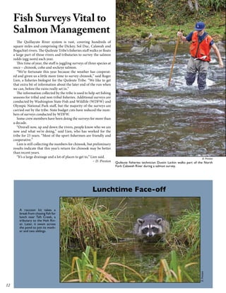 Fish Surveys Vital to
Salmon Management

The Quillayute River system is vast, covering hundreds of
square miles and comprising the Dickey, Sol Duc, Calawah and
Bogachiel rivers. The Quileute Tribe’s fisheries staff walks or floats
a large part of those rivers and tributaries to survey the salmon
redds (egg nests) each year.
This time of year, the staff is juggling surveys of three species at
once – chinook, coho and sockeye salmon.
“We’re fortunate this year because the weather has cooperated and given us a little more time to survey chinook,” said Roger
Lien, a fisheries biologist for the Quileute Tribe. “We like to get
that extra bit of information about the later end of the run when
we can, before the rains really set in.”
The information collected by the tribe is used to help set fishing
seasons for tribal and non-tribal fisheries. Additional surveys are
conducted by Washington State Fish and Wildlife (WDFW) and
Olympic National Park staff, but the majority of the surveys are
carried out by the tribe. State budget cuts have reduced the numbers of surveys conducted by WDFW.
Some crew members have been doing the surveys for more than
a decade.
“Overall now, up and down the rivers, people know who we are
now and what we’re doing,” said Lien, who has worked for the
tribe for 23 years. “Most of the sport fishermen are friendly and
cooperative.”
Lien is still collecting the numbers for chinook, but preliminary
results indicate that this year’s return for chinook may be better
than recent years.
“It’s a large drainage and a lot of places to get to,” Lien said.
– D. Preston

D. Preston

Quileute fisheries technician Dustin Larkin walks part of the North
Fork Calawah River during a salmon survey.

Lunchtime Face-off

D. Preston

A raccoon kit takes a
break from chasing fish for
lunch near Taft Creek, a
tributary to the Hoh River. Later, it swam across
the pond to join its mother and two siblings.

12

 