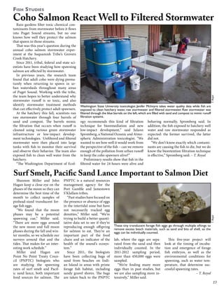 Fish Studies

Rain gardens filter toxic chemical contaminants from stormwater before it flows
into Puget Sound streams, but no one
knows how well they protect the salmon
that spawn in those streams.
That was this year’s question during the
annual coho salmon stormwater experiment at the Suquamish Tribe’s Grovers
Creek Hatchery.
Since 2011, tribal, federal and state scientists have been studying how spawning
salmon are affected by stormwater.
In previous years, the research team
found that adult coho were dying prematurely when returning to spawn in urban watersheds throughout many areas
of Puget Sound. Working with the tribe,
the team hopes to better understand why
stormwater runoff is so toxic, and also
identify stormwater treatment methods
that can effectively protect adult spawners.
At the hatchery this fall, scientists ran
raw stormwater through four barrels of
sand and compost. The barrels mimic
the filtration that occurs when runoff is
cleaned using various green stormwater
infrastructure or low-impact development technologies. Unfiltered and filtered
stormwater were then placed into large
tanks with fish to monitor their survival
and observe their behavior. The team also
exposed fish to clean well water from the
hatchery.
“The Washington Department of Ecol-

T. Royal

Coho Salmon React Well to Filtered Stormwater

Washington State University toxicologist Jenifer McIntyre takes water quality data while fish are
exposed to clean hatchery water, raw stormwater and filtered stormwater. Raw stormwater was
filtered through the blue barrels on the left, which are filled with sand and compost to mimic runoff
filtration systems.

ogy recommends this kind of filtration
technique for bioremediation and new
low-impact development,” said Julann
Spromberg, a National Oceanic and Atmospheric Administration toxicologist. “We
wanted to see how well it would work from
the perspective of the fish – can we remove
enough of the pollution from urban runoff
to keep the coho spawners alive?”
Preliminary results show that fish in the
filtered water for 24 hours were alive and

behaving normally, Spromberg said. In
addition, the fish exposed to hatchery well
water and raw stormwater responded as
expected: the former survived, the latter
did not.
“We don’t know exactly which contaminants are causing the fish to die, but we do
know the bioretention filtration technique
is effective,” Spromberg said. – T. Royal

Shannon Miller and John
Hagan keep a close eye on the
phases of the moon so they can
determine the best time of the
month to collect samples of
pinhead-sized translucent forage fish eggs.
“We found that the moon
phases may be a potential
spawning cue,” Miller said.
“There are more eggs around
the new moon and full moon
phases during the fall and winter months, so we schedule our
surveys around that and the
tides. That makes for an interesting work schedule.”
Miller and Hagan are
Point No Point Treaty Council (PNPTC) biologists who
are studying the spawning
rates of surf smelt and Pacific sand lance, both important
food sources for salmon. The

PNPTC is a natural resources
management agency for the
Port Gamble and Jamestown
S’Klallam tribes.
“Past studies have focused on
the presence or absence of eggs
in the intertidal zone but have
not necessarily tracked egg
densities,” Miller said. “We’re
trying to build a better quantitative data set to see if they’re
reproducing enough offspring
for salmon to eat. They’re an
important part of the food
chain and an indicator of the
health of the sound’s ecosystem.”
Since 2011, the biologists
have been collecting bags of
sand from beaches on Indian Island in areas with prime
forage fish habitat, including
sandy gravel shores. The bags
are taken back to the PNPTC

T. Royal

Surf Smelt, Pacific Sand Lance Important to Salmon Diet

These tiny translucent forage fish eggs go through multiple siftings to
remove excess beach materials, such as sand and bits of shell, so the
eggs can be individually counted.

lab, where the eggs are separated from the sand and then
individually counted. In the
2011-2012 sampling period,
more than 450,000 eggs were
sampled.
“We’re finding many more
eggs than in past studies, but
we are also sampling more intensively,” Miller said.

This five-year project will
look at the timing of incubation and emergence of forage
fish embryos, as well as the
environmental conditions for
spawning, such as water temperature, that determine successful spawning rates.
– T. Royal

13

 