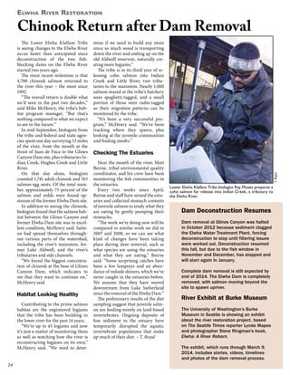 Elwha River Restoration

Chinook Return after Dam Removal

Habitat Looking Healthy
Contributing to the prime salmon
habitat are the engineered logjams
that the tribe has been building in
the lower river for the past 14 years.
“We’re up to 45 logjams and now
it’s just a matter of monitoring them
as well as watching how the river is
reconstructing logjams on its own,”
McHenry said. “We need to deter-

14

mine if we need to build any more
since so much wood is transporting
down the river and ending up on the
old Aldwell reservoir, naturally creating more logjams.”
The tribe is in its third year of releasing coho salmon into Indian
Creek and Little River, two tributaries to the mainstem. Nearly 1,000
salmon reared at the tribe’s hatchery
were spaghetti-tagged, and a small
portion of those were radio-tagged
so their migration patterns can be
monitored by the tribe.
“It’s been a very successful program,” McHenry said. “We’ve been
tracking where they spawn, plus
looking at the juvenile communities
and finding smolts.”

Checking The Estuaries
Near the mouth of the river, Matt
Beirne, tribal environmental quality
coordinator, and his crew have been
monitoring the fish communities in
the estuaries.
Every two weeks since April,
Beirne and staff have seined the estuaries and collected stomach contents
of juvenile salmon to study what they
are eating by gently pumping their
stomachs.
“The work we’re doing now will be
compared to similar work we did in
2007 and 2008, so we can see what
kind of changes have been taking
place during dam removal, such as
what species are using the estuaries
and what they are eating,” Beirne
said. “Some surprising catches have
been a few lampreys and an abundance of redside shiners, which we’ve
never caught in the estuaries before.
We assume that they have moved
downstream from Lake Sutherland
since the removal of the Elwha Dam.”
The preliminary results of the diet
sampling suggest that juvenile salmon are feeding mostly on land-based
invertebrates. Ongoing deposits of
fine sediment in the estuary have
temporarily disrupted the aquatic
invertebrate populations that make
up much of their diet. – T. Royal

T. Royal

The Lower Elwha Klallam Tribe
is seeing changes to the Elwha River
occur faster than anticipated since
deconstruction of the two fishblocking dams on the Elwha River
started two years ago.
The most recent milestone is that
4,700 chinook salmon returned to
the river this year – the most since
1992.
“The overall return is double what
we’d seen in the past two decades,”
said Mike McHenry, the tribe’s habitat program manager. “But that’s
nothing compared to what we expect
to see in the future.”
In mid-September, biologists from
the tribe and federal and state agencies spent one day surveying 13 miles
of the river, from the mouth at the
Strait of Juan de Fuca to the Glines
Canyon Dam site, plus tributaries Indian Creek, Hughes Creek and Little
River.
On that day alone, biologists
counted 1,741 adult chinook and 763
salmon egg nests. Of the total number, approximately 75 percent of the
salmon and redds were found upstream of the former Elwha Dam site.
In addition to seeing the chinook,
biologists found that the salmon habitat between the Glines Canyon and
former Elwha Dam site was in excellent condition, McHenry said. Salmon had spread themselves throughout various parts of the watershed,
including the river’s mainstem, former Lake Aldwell, and the river’s
tributaries and side channels.
“We found the biggest concentration of chinook at the base of Glines
Canyon Dam, which indicates to
me that they want to continue on,”
McHenry said.

Lower Elwha Klallam Tribe biologist Ray Moses prepares a
coho salmon for release into Indian Creek, a tributary to
the Elwha River.

Dam Deconstruction Resumes
Dam removal at Glines Canyon was halted
in October 2012 because sediment clogged
the Elwha Water Treatment Plant, forcing
deconstruction to stop until filtering issues
were worked out. Deconstruction resumed
this fall, but due to the fish window in
November and December, has stopped and
will start again in January.
Complete dam removal is still expected by
end of 2014. The Elwha Dam is completely
removed, with salmon moving beyond the
site to spawn upriver.

River Exhibit at Burke Museum
The University of Washington’s Burke
Museum in Seattle is showing an exhibit
about the river restoration project, based
on The Seattle Times reporter Lynda Mapes
and photographer Steve Ringman’s book,
Elwha: A River Reborn.
The exhibit, which runs through March 9,
2014, includes stories, videos, timelines
and photos of the dam removal process.

 