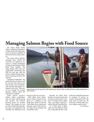 The Upper Skagit Indian
Tribe is sampling zooplankton
in Baker Lake and Lake Shannon to track the availability of
food for juvenile sockeye salmon.
The results will let fisheries
managers know whether the
reservoirs can support an increase in sockeye production
at Puget Sound Energy’s (PSE)
Baker River hatchery. The
Upper Skagit Tribe took over
zooplankton monitoring from
PSE two years ago, after the
utility’s Federal Energy Regulatory Commission license was
renewed.
“Sampling zooplankton, the
preferred prey of sockeye, will
let us know what time of year
they become most abundant,”
said Jon-Paul Shannahan, biologist for the tribe. “That way,
we can manage the sockeye
hatchery releases when the
most food is available.”
Tribal natural resources
staffers collect zooplankton
from the lakes during spring
and summer, the primary
growing season for sockeye
salmon. The samples are sent
to a lab in Idaho that identifies
the types of zooplankton and
calculates the abundance and

16

K. Neumeyer

Managing Salmon Begins with Food Source

Upper Skagit natural resources staff members Josh Adams (left) and Mike Bartlett sample zooplankton in
Lake Shannon.

biomass in the two reservoirs.
PSE’s Baker River Hydroelectric Project consists of two
dams on a tributary to the
Skagit River. Built in 1925, the
Lower Baker Dam created Lake
Shannon, and in 1959, the Upper Baker Dam enlarged and
raised Baker Lake.

Recently, the Baker River
hatchery increased production
of sockeye salmon from 1 million to 5 million fish in Baker
Lake, and began releasing 2
million fish into Lake Shannon.
“In a 2010 study of Baker
Lake and Lake Shannon, there
was a noticeable decline in the

preferred zooplankton biomass
as numbers of sockeye increased,” Shannahan said. “The
tribe wants to make sure the
food source will be able to sustain a larger number of fish.”
– K. Neumeyer

 