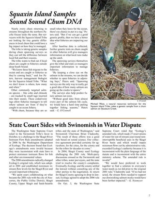 Squaxin Island Samples
Sound Sound Chum DNA
Nearly every chum returning to
streams throughout the northern Pacific Ocean looks the same. But surveyors with the Squaxin Island Tribe
are looking for tiny genetic differences in local chum that could have a
big impact on how they’re managed.
The tribe is taking genetic samples
during chum spawning surveys so
they can tell the difference between
local fish and their cousins.
The tribe wants to find out if local
chum are caught in fisheries outside
deep South Sound.
“We know these fish migrate to the
ocean and are caught in fisheries as
they’re coming back,” said Joe Peters, harvest management biologist
for the Squaxin Island Tribe. “What
we don’t know is where, how many
and when.”
Other commonly targeted salmon species – like coho and chinook
– are tracked by small tags inserted
into their snouts. These coded-wire
tags allow fisheries managers to tell
where salmon are from if they’re
caught in an ocean fishery.
“With chum, because they are so

small when they leave for the ocean,
there’s no chance to put in a tag,” Peters said. “But if we can get a good
genetic profile, then we have a better
idea what fisheries are impacting our
runs.”
After baseline data is collected,
further genetic tests on chum caught
in other fisheries will give managers
information on what local runs make
up the catch.
The spawning surveys themselves
give the tribal and state co-managers
important information to manage
fisheries.
“By keeping a close eye on the
salmon in the streams, we can decide
whether to open fisheries in adjoining bays,” Peters said. “Spawning
surveys are the only way to really get
a good idea of how many salmon are
going up the creeks to spawn.”
The surveys also help predict future salmon run sizes.
“Without good data from almost
every part of the salmon life cycle,
we would have a hard time putting
together fishing seasons,” Peters
said. – E. O’Connell

E. O’Connell

Michael West, a natural resources technician for the
Squaxin Island Tribe, takes a genetic sample from a chum
salmon on Skookum Creek.

State Court Sides with Swinomish in Water Dispute
The Washington State Supreme Court
ruled in the Swinomish Tribe’s favor in
October, to a challenge to the Skagit River
Instream Flow Rule amendments adopted
in 2006 by the Washington Department
of Ecology. The decision found that Ecology’s amendments were invalid because
they were inconsistent with state laws to
protect minimum instream flows for fish
and other environmental values.
The 2006 amendments radically changed
Ecology’s original rule, which was adopted in 2001 and established minimum instream flow levels for the Skagit River and
several important tributaries.
“We spent years collaborating on what
became the 2001 rule with the city of Anacortes, the Public Utility District, Skagit
County, Upper Skagit and Sauk-Suiattle

tribes and the state of Washington,” said
Swinomish Chairman Brian Cladoosby.
“The result of those efforts was a good
rule based on sound science. Our collective agreement provided certainty for agriculture, for the cities, for the county and
for the tribes for decades to come.”
In 2004, Skagit County sued Ecology
challenging the 2001 rule. Multi-party
discussions ensued as the Swinomish and
other tribes, water purveyors, and the state
tried to resolve the county’s complaints.
Eventually, Ecology and the county settled
the lawsuit without consulting any of the
other parties to the negotiation. In return
for Skagit County agreeing to drop its lawsuit, Ecology agreed to adopt the 2006 rule
amendments.
On Oct. 3, the Washington State

Supreme Court ruled that “Ecology’s
amended rule, which made 27 reservations
of water for out-of-stream year-round noninterruptible beneficial uses in the Skagit
River basin and which would impair
minimum flows set by administrative rule,
exceeded Ecology’s authority because it is
inconsistent with the plain language of the
statute and is inconsistent with the entire
statutory scheme. The amended rule is
invalid.”
“We would have preferred to work
together to find a solution to everyone’s
water needs as we did prior to the original
2001 rule,” Cladoosby said. “If we had not
acted, the stream flows needed to support
our diminishing salmon stocks would have
been further impacted.” – K. Neumeyer

7

 