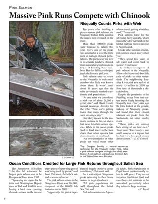 Pink Salmon

Massive Pink Runs Compete with Chinook
Nisqually Counts Pinks with Weir
Ten years after drafting a
plan to restore pink salmon, the
Nisqually Indian Tribe counted
the largest run recorded on the
river.
More than 700,000 pinks
were forecast to return this
year. Every one of the pinks
was counted at a weir the tribe
uses to manage chinook populations. The purpose of the weir
is to separate hatchery chinook
from natural origin chinook, in
hopes of boosting their numbers. But this fall it also helped
track the historic pink run.
Pink salmon used to return
to the Nisqually in such small
numbers that little was known
about them. It wasn’t until
about 10 years ago that the
tribe developed a method to estimate pink populations.
“At one point we considered
a pink run of about 20,000 a
great year,” said David Troutt,
natural resources director for
the tribe. “Now we’re getting
twice that many through the
weir in a single day.”
One likely reason for the dramatic increase in the run also is
bad news for other salmon species. While in the ocean, pinks
feed on food lower in the food
chain than other species like
chinook, coho or steelhead.
“An overabundance of what
pinks eat could mean other

E. O’Connell (2)

salmon aren’t getting what they
need,” Troutt said.
Pink salmon leave for the
salt water fairly quickly, which
means they don’t depend on the
habitat that has been in decline
in Puget Sound.
Unlike other salmon species,
pink salmon spawn every other
year.
“They spend two years in
salt water and come back to
spawn,” Troutt said.
The sudden resurgence of
pink salmon in the Nisqually
follows the boom-and-bust life
cycle of pinks in other watersheds. The neighboring Puyallup River pink run peaked at
nearly 1.5 million in 2009, up
from tens of thousands a decade before.
Despite the proximity to the
Puyallup, strays from that system aren’t likely boosting the
Nisqually run. Four years ago
the tribe looked at the genetic
makeup of Nisqually pinks,
and found that their closest
relations are pinks from the
Snohomish, not other nearby
rivers.
“These pinks are coming
back strong all on their own,”
Troutt said. “It certainly is one
small success in a region that
has had very few good stories
about salmon.” – E. O’Connell

Top: Douglas Squally, a natural resources
technician for the Nisqually Indian Tribe, helps
a pink salmon navigate through the tribe’s weir.
Below: A pink salmon approaches a diversion dam
in the White River near Buckley.

Ocean Conditions Credited for Large Pink Returns throughout Salish Sea
The Jamestown S’Klallam
Tribe this fall witnessed the
largest pink salmon run in the
Dungeness River since 1963.
“Spawning surveyors for the
tribe and Washington Department of Fish and Wildlife were
having a hard time counting
chinook salmon redds because

8

every piece of spawning gravel
was being used by pinks,” said
Scott Chitwood, the tribe’s natural resources director.
The pink salmon return to the
Dungeness River was 394,000,
compared to the 80,000 fish
that returned in 2001.
“Apparently the pinks expe-

rienced hugely positive ocean
conditions,” Chitwood said.
But it was not just Dungeness
pinks returning to their home
waters in large abundance.
“All pink populations did
well throughout the Salish
Sea,” he said.
Pink salmon return as 2-year-

old adults. Pink populations in
Puget Sound predominantly return in odd years. They are an
important traditional food and
contribute vital nutrients to the
watershed, particularly when
they return in large numbers.
– T. Royal

 