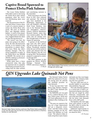 The Lower Elwha Klallam
Tribe didn’t want to risk losing
the Elwha River pink salmon
population when the river’s
two fish-blocking dams were
removed.
The deconstruction of the Elwha and Glines Canyon dams
is part of a massive project to
restore the Elwha River after
nearly 100 years of blocked
flows and degraded salmon
habitat. A result of the project
is that high levels of sediment
once trapped behind the dams
are now flowing downriver.
“We weren’t sure how the
pinks were going to be affected by the dam deconstruction
activity, so we wanted to take
precautions to protect them,”
said Larry Ward, the tribe’s
hatchery manager. “The historical population of pinks in
the Elwha River was 400,000
to 600,000. The current run is
200 fish, making it a chronically depressed stock.”
While pinks have a lower
commercial value, they play
an important role in a properly
functioning ecosystem by providing food for other animals

and contributing nutrients to
the watershed.
Pinks returning to the Elwha
River in 2011 were collected
and spawned. The fertilized
eggs were incubated at the
Washington Department of
Fish and Wildlife’s (WDFW)
Hurd Creek Hatchery, then
sent to the National Oceanic
and Atmospheric Administration’s (NOAA) Manchester
Research Station, where they
were reared to adults. The 300
males and 132 females were
then brought back to Elwha in
August for spawning.
A portion of the fertilized
eggs from this fall’s spawning will go back into the pink
salmon broodstock program,
while the rest will be reared to
smolts and released from the
Elwha Hatchery into the river
in spring 2014. The broodstock
program is expected to continue through 2015.
The tribe’s partners in this
program are NOAA, WDFW,
Olympic
National
Park,
NWIFC and citizen volunteers.
– T. Royal

T. Royal

Captive Brood Spawned to
Protect Elwha Pink Salmon

Lower Elwha Klallam Tribe hatchery technician Keith Lauderback sorts
through pink salmon eggs.

QIN Upgrades Lake Quinault Net Pens

D. Preston

Quinault Indian Nation hatchery technician Skip Pickett feeds young salmon
in the new fish pens that are the first of several improvements to hatchery
facilities on Lake Quinault.

The Quinault Indian Nation
(QIN) has replaced its 35-yearold rearing pens for chinook
and steelhead juveniles on
Lake Quinault.
“It was way past time,” said
Marty Figg, hatchery manager
for QIN’s Lake Quinault pen
rearing program.
The $600,000 cost was paid
for by a federal Bureau of Indian Affairs grant, which also
will fund replacement of a dilapidated office building at the
site.
“The pens are expensive but
they are a huge improvement
and are a long-term investment,” said Ben Gilles, acting
hatchery manager for the National Fish Hatchery at Cook
Creek. “We talked to folks already using those types of pens

and made sure they were happy
with them. We wanted to make
sure this was a good fit.”
The new, taller pens are especially helpful in controlling
otter predation, Figg said.
The Lake Quinault hatchery
is a critical part of QIN’s enhancement program, providing
fish that are caught by tribal
fishermen commercially and
non-tribal sport fishermen who
fish the lower Lake Quinault
River with a QIN guide.
The hatchery also rears eggs
from wild sockeye as part of
the QIN’s effort to restore the
iconic blueback salmon.
Additional improvements to
QIN’s Salmon River Hatchery
are slated for 2014.
– D. Preston

9

 
