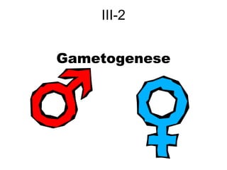 III-2 
Gametogenese 
 