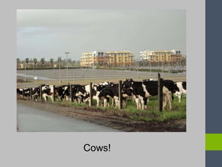 Cows!
 