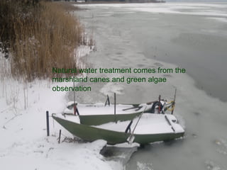 Natural water treatment comes from the
marshland canes and green algae
observation
 