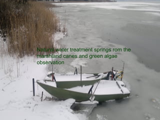 Natural water treatment springs rom the
marshland canes and green algae
observation
 