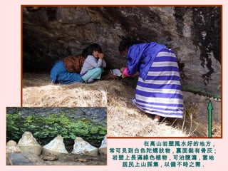 在高山岩壁風水好的地方 ,
常可見到白色陀螺狀物 , 裏面裝有骨灰 ;
岩壁上長滿綠色植物 , 可治腹瀉 , 當地
居民上山採集 , 以備不時之需 .
 