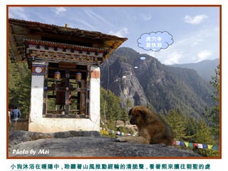 小狗沐浴在暖陽中 , 聆聽著山風推動經輪的清脆聲 , 看著熙來攘往朝聖的虔
虎穴寺
就快到
了
 