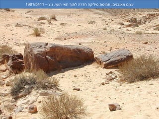 ‫עצים מאובנים. תמיסת סיליקה חדרה לתוך תאי העץ. נ.צ – 1145/1891‬
 