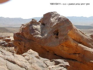 ‫חתך רוחב בגזע המאובן – נ.צ – 1145/1891‬
 