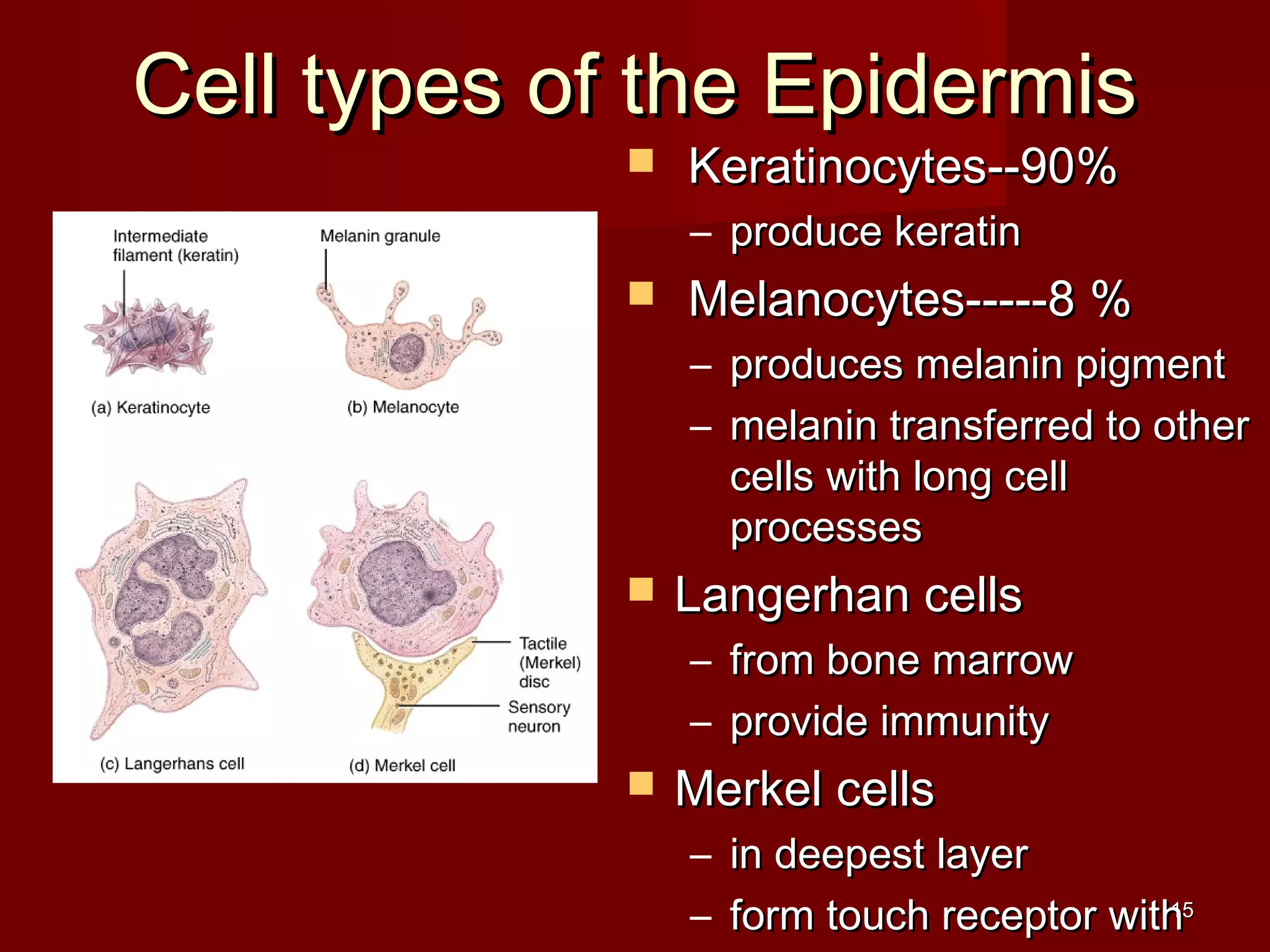 Cell Types In Skin Anatomy lab. 2 integumentary sys | PPT