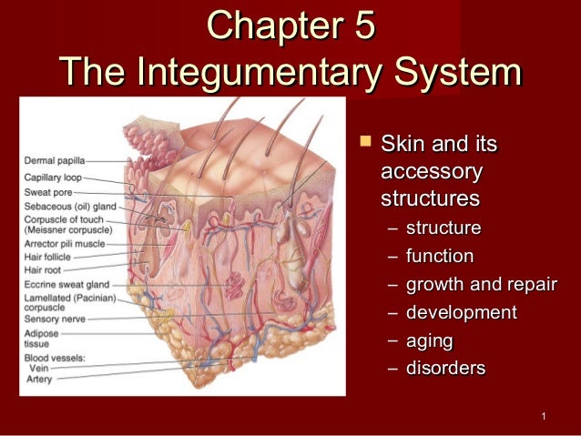 Anatomy Of Integumentary System