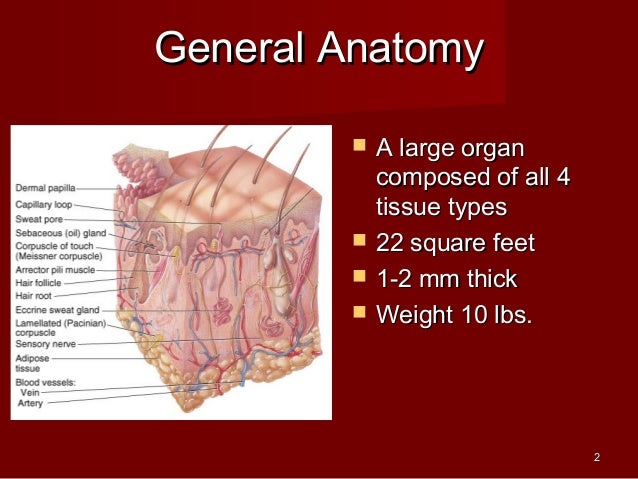 Anatomy lab. 2 integumentary sys