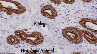 Biologia
Histologia Animal
 