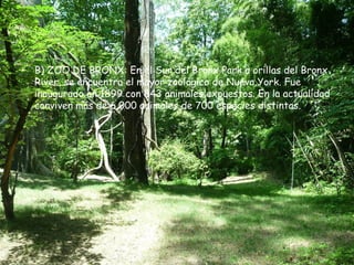 • B) ZOO DE BRONX: En el Sur del Bronx Park a orillas del Bronx
  River, se encuentra el mayor zoológico de Nueva York. Fue
  inaugurado en 1899 con 843 animales expuestos. En la actualidad
  conviven más de 6.000 animales de 700 especies distintas.
 