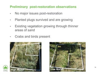 Preliminary post-restoration observations
• No major issues post-restoration
• Planted plugs survived and are growing
• Existing vegetation growing through thinner
areas of sand
• Crabs and birds present
15
High Marsh Low Marsh
 