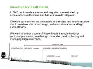 Threats to NYC salt marsh
In NYC, salt marsh accretion and migration are restricted by
accelerated sea-level rise and barriers from development.
Citywide our marshes are vulnerable to shoreline and interior erosion
due to sea-level rise, storm surge, sediment starvation, and high
nutrient loads.
We want to address some of these threats through thin layer
sediment placement, marsh edge restoration, and protecting and
managing migration zones.
 