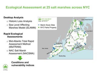 Ecological Assessment at 25 salt marshes across NYC
Long
Island
Sound
Staten
Island
Jamaica Bay
Desktop Analysis
o Historic Loss Analysis
o Sea Level Affecting
Marshes Model (SLAMM)
Rapid Ecological
Assessments
o Mid-Atlantic Tidal Rapid
Assessment Method
(MidTRAM)
o NAC Salt Marsh
Assessment (NACSMA)
Conditions and
vulnerability indices
 