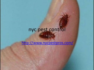 nyc pest control

http://www.nycpestpros.com/
 