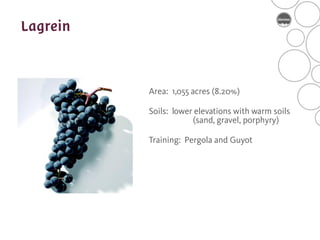 Area: 1,055 acres (8.20%)

Soils: lower elevations with warm soils
            (sand, gravel, porphyry)

Training: Pergola and Guyot
 