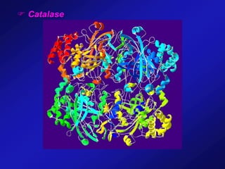  Catalase
 
