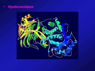  Hyaluronidase
 