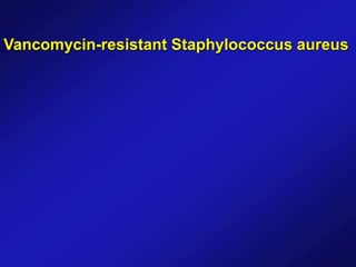 Vancomycin-resistant Staphylococcus aureus
 