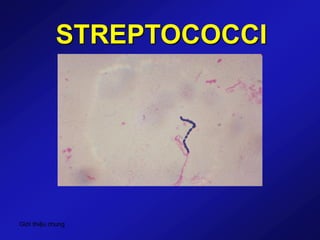 Giới thiệu chung
STREPTOCOCCI
 