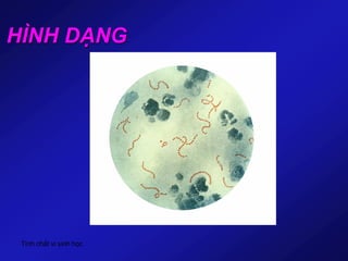 Tính chất vi sinh học
HÌNH DẠNG
 