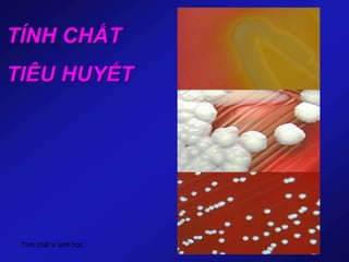 Tính chất vi sinh học
TÍNH CHẤT
TIÊU HUYẾT
 