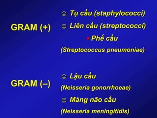 GRAM (+)
GRAM (–)
☺ Tụ cầu (staphylococci)
☺ Liên cầu (streptococci)
 Phế cầu
(Streptococcus pneumoniae)
☺ Lậu cầu
(Neisseria gonorrhoeae)
☺ Màng não cầu
(Neisseria meningitidis)
 