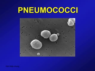 Giới thiệu chung
PNEUMOCOCCI
 