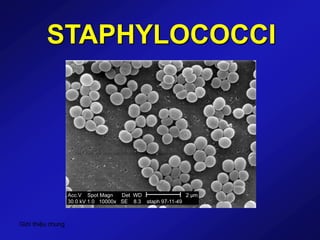 Giới thiệu chung
STAPHYLOCOCCI
 