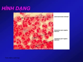 Tính chất vi sinh học
HÌNH DẠNG
 