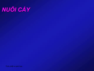 Tính chất vi sinh học
NUÔI CẤY
 